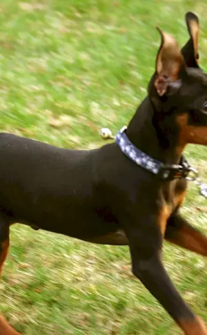Mini Dobermann Pinscher