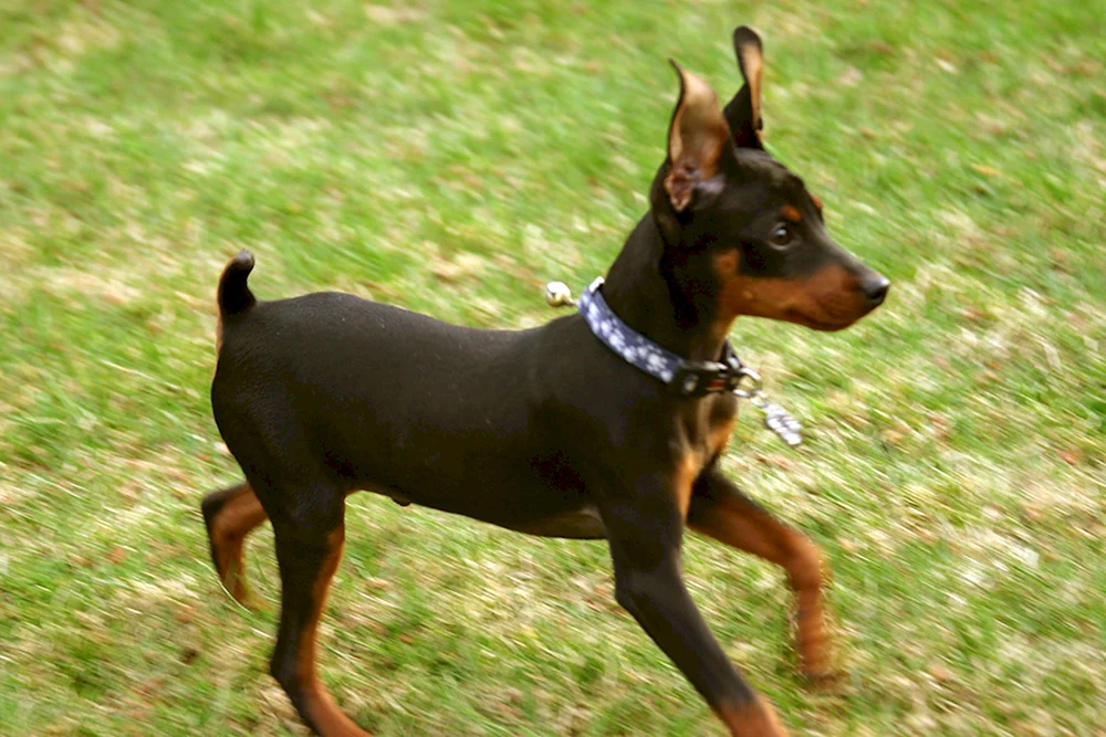 Mini Dobermann Pinscher