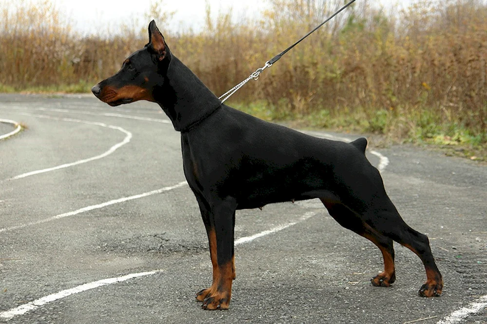 Zweringer Pinscher und Dobermann
