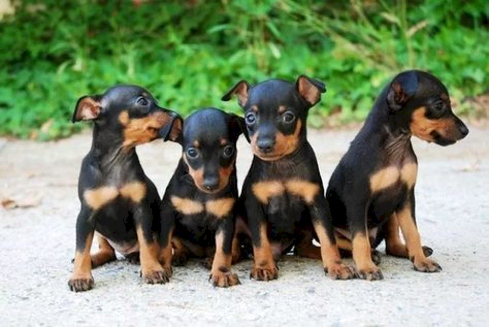 Mini Dobermann Pinscher