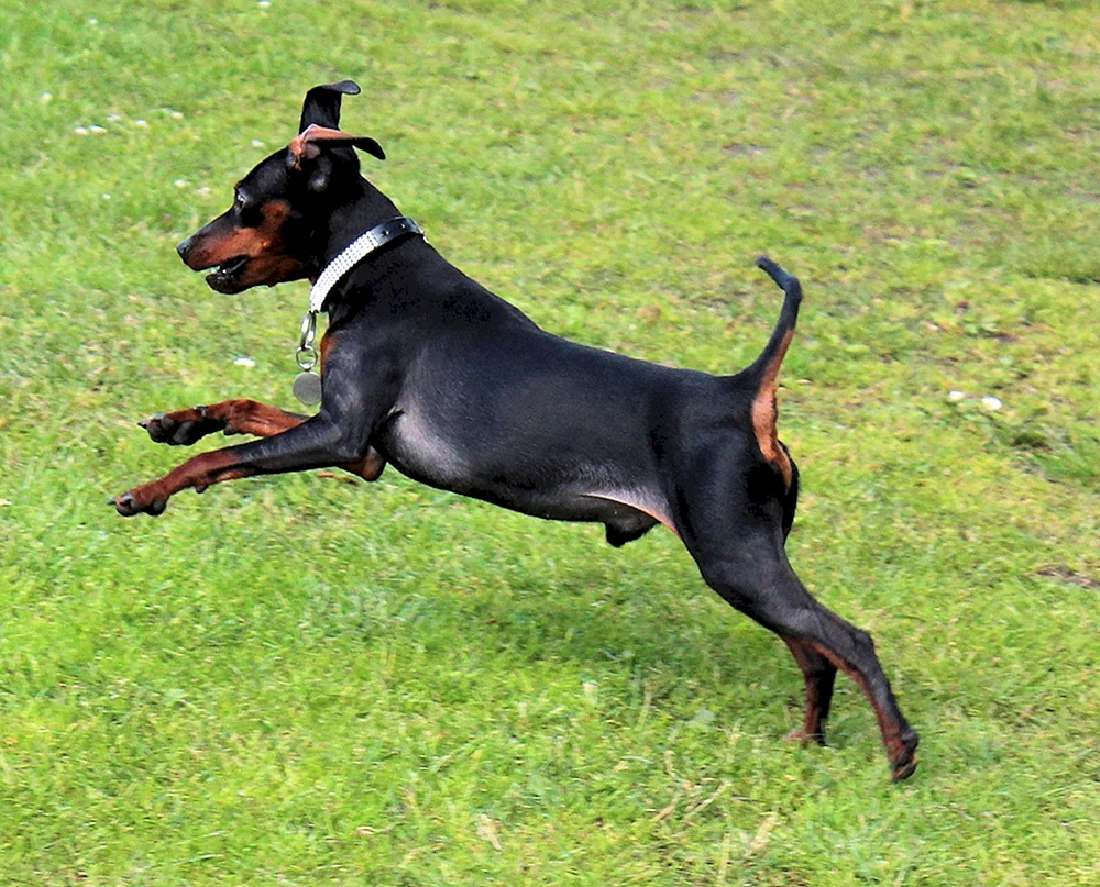 Mini Dobermann Pinscher