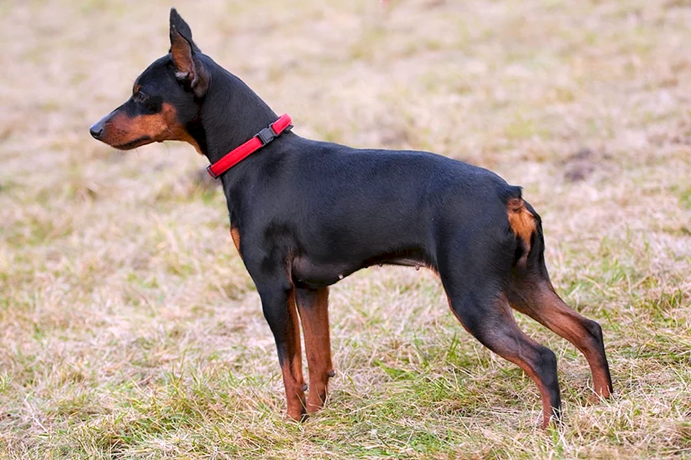 Mini Dobermann Pinscher