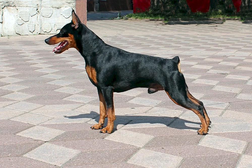 Mini Dobermann Zwergpinscher