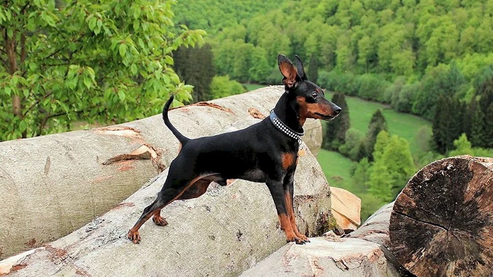 Mini Dobermann Pinscher