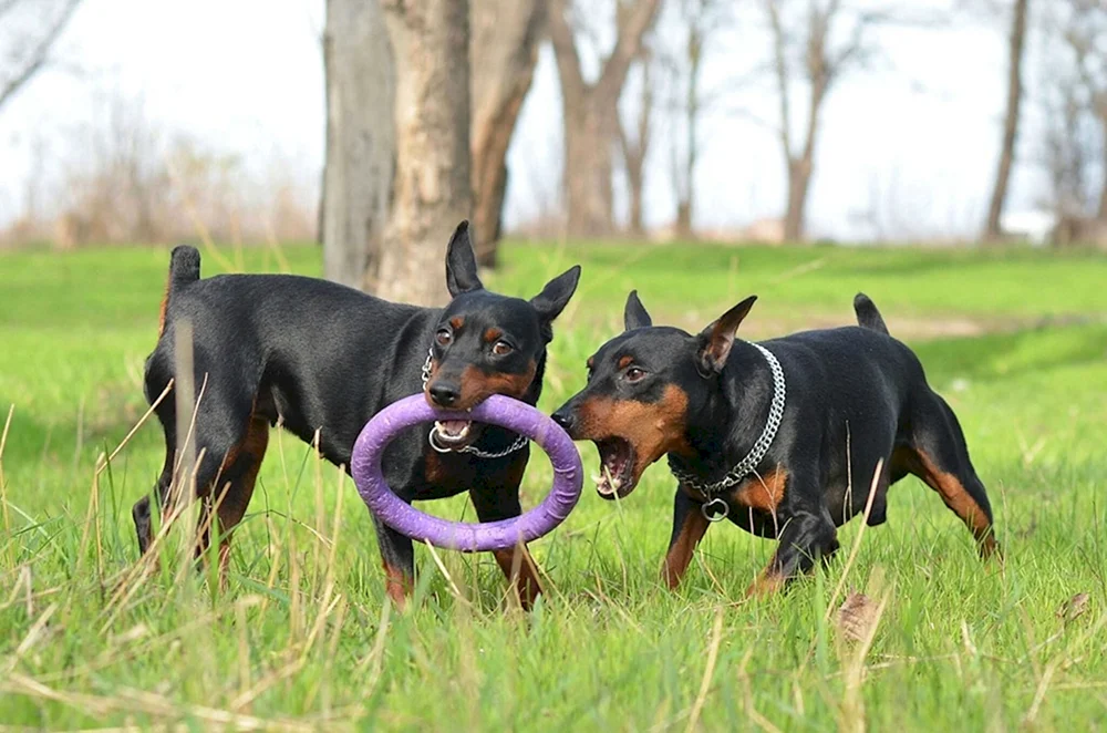 Mini Dobermann Zwergpinscher