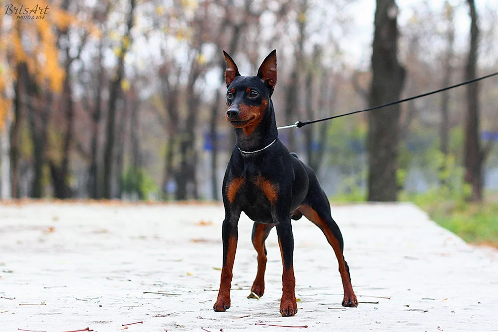 Kleiner Dobermann