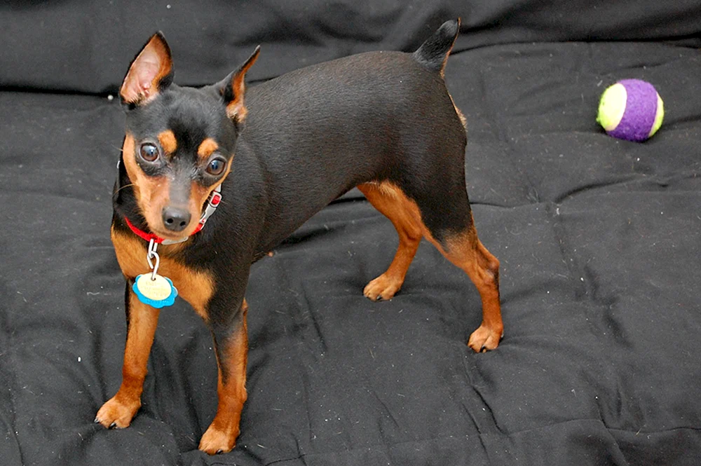 Dobermann Pinscher