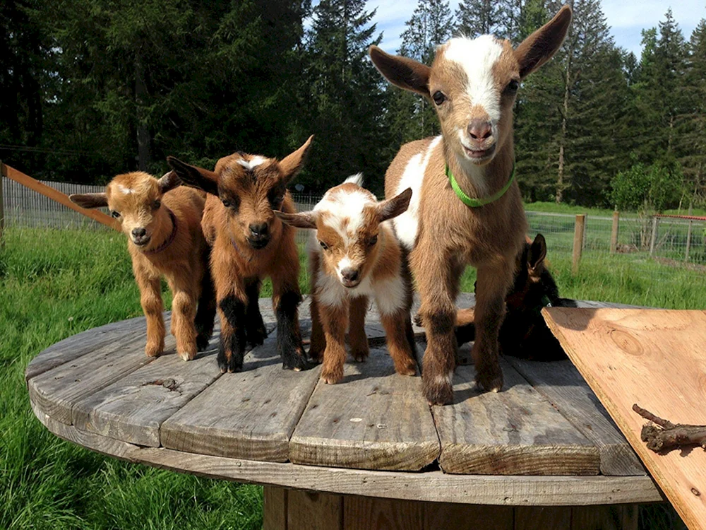 Schöne Ziegenbabys