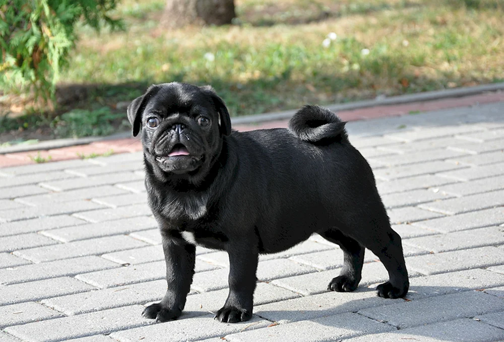 Amerikanischer LO-shih Mops