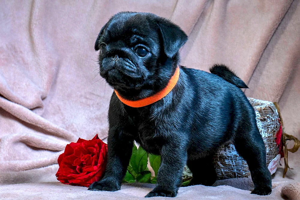 Amerikanischer LO-shih Mops. Shi Mops