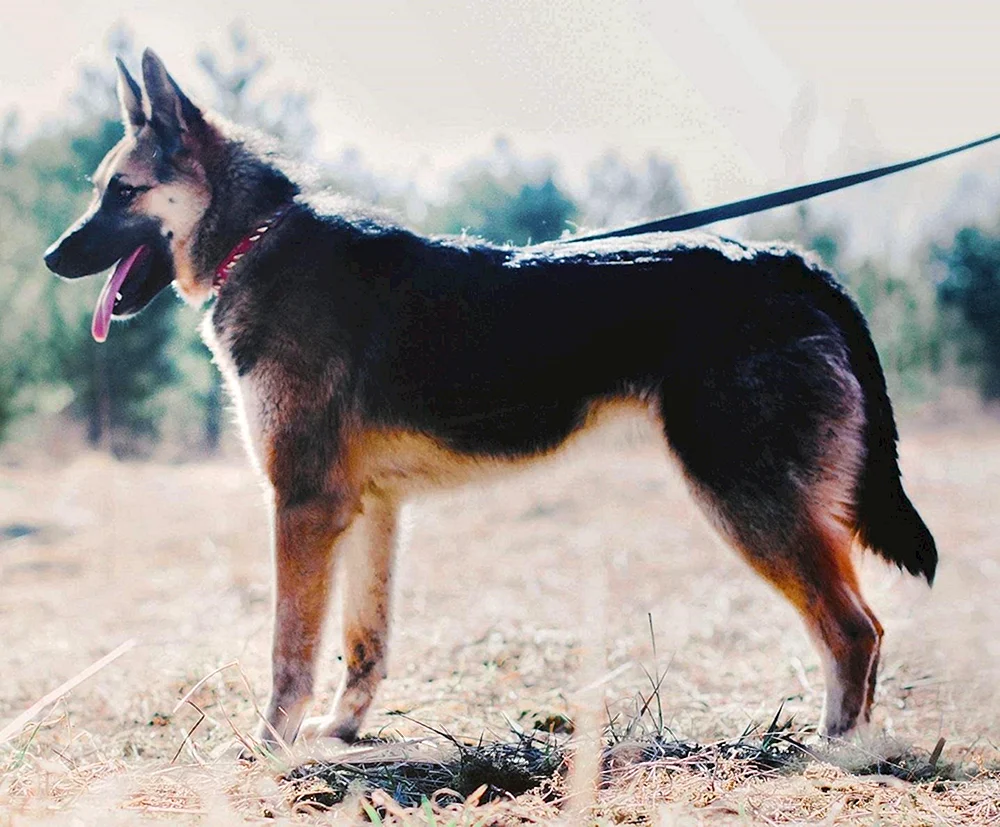 Bayerischer Schäferhund