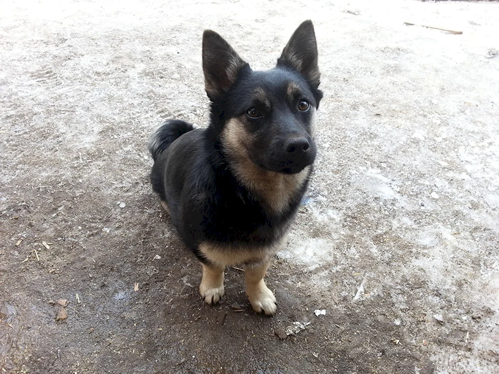 König-Schäferhund