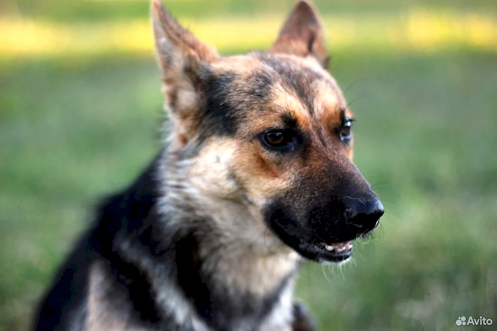 Shepperdino Zwergschäferhund