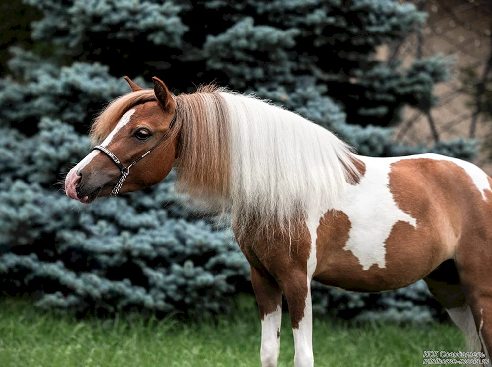 Shetlandpony Höhe