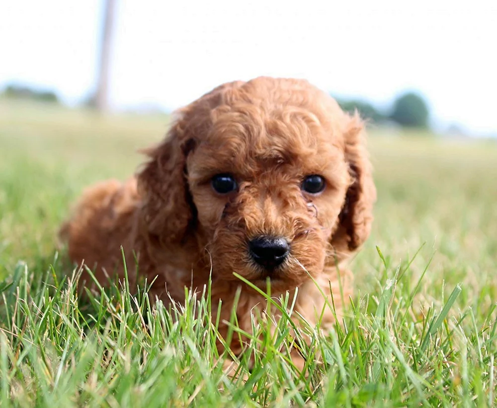Zwergpudel Maltipoo.