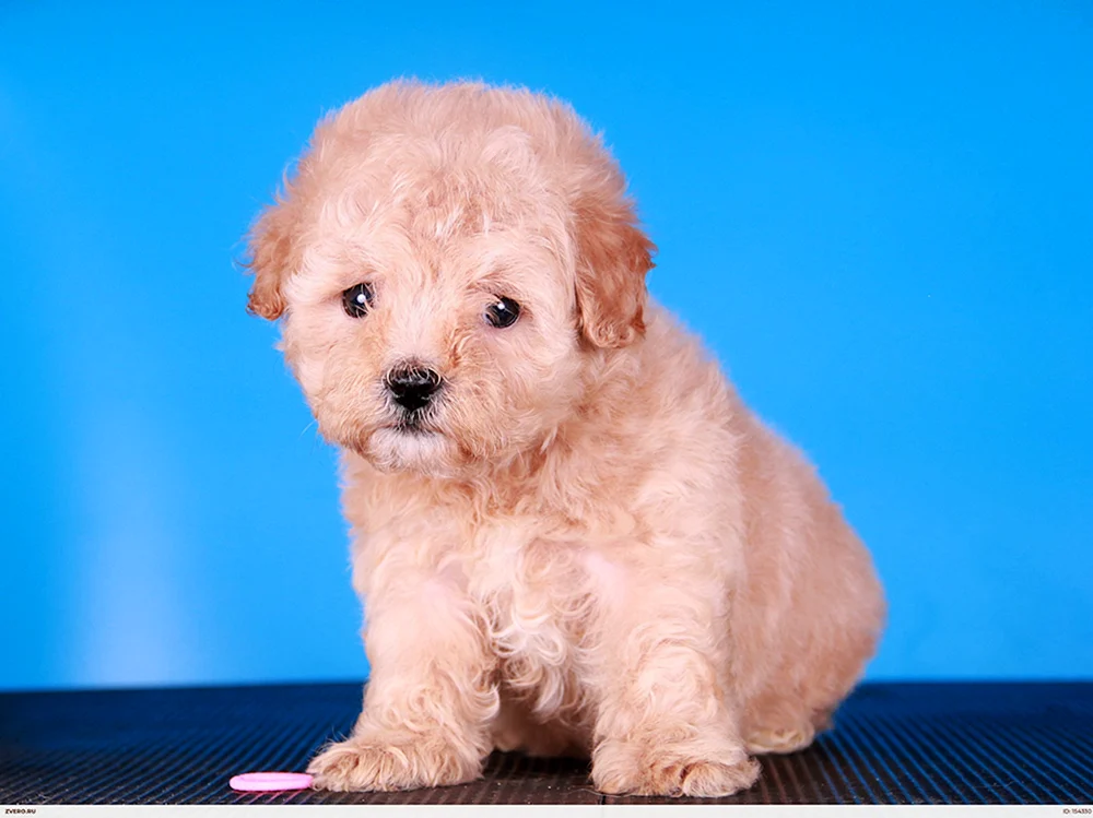 Teddy Pudel maltipoo