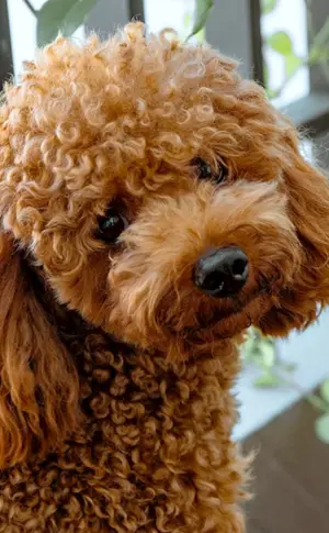 Zwergpudel Maltipoo