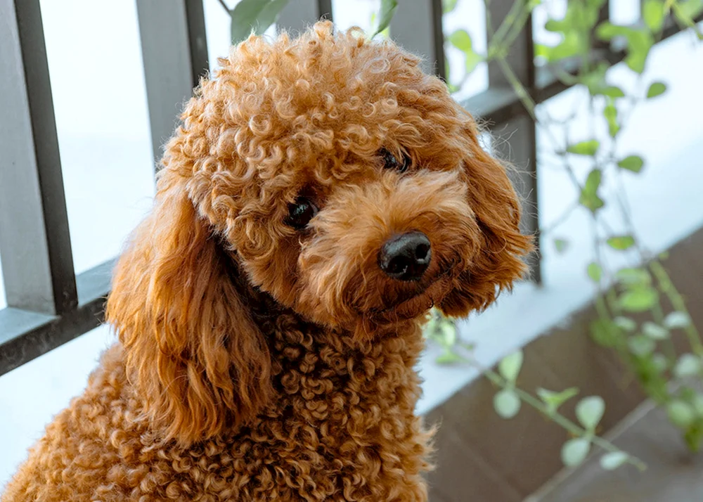 Zwergpudel Maltipoo