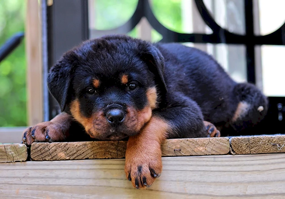 Hund Rottweiler