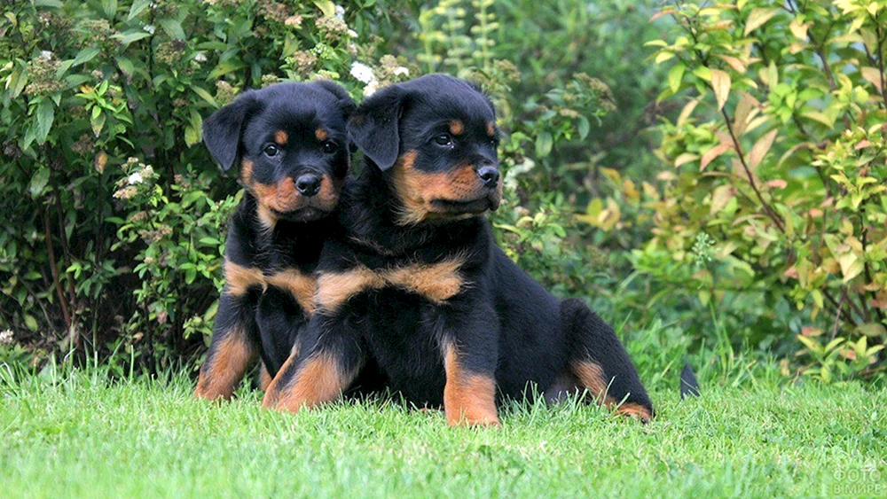 Rasse Rottweiler