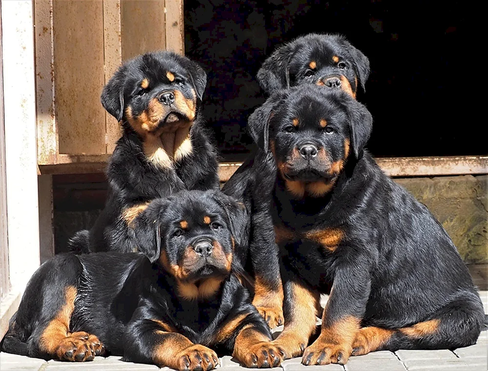 Hund Rottweiler