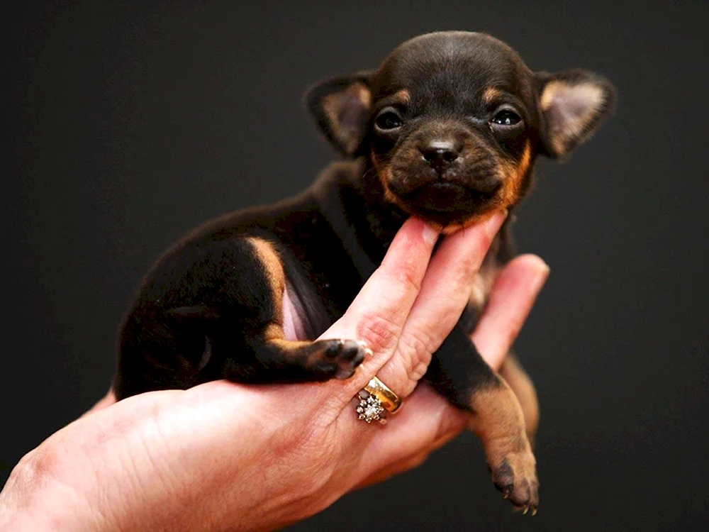 Chihuahua Milli