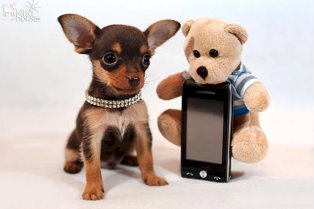Mini Toychik Taschenhunde