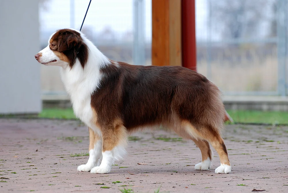 Miniatur American shepherd aussie