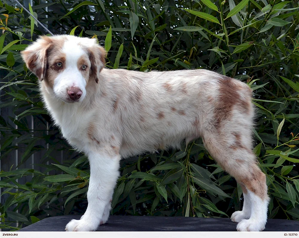 Aussie Schäferhund Merle