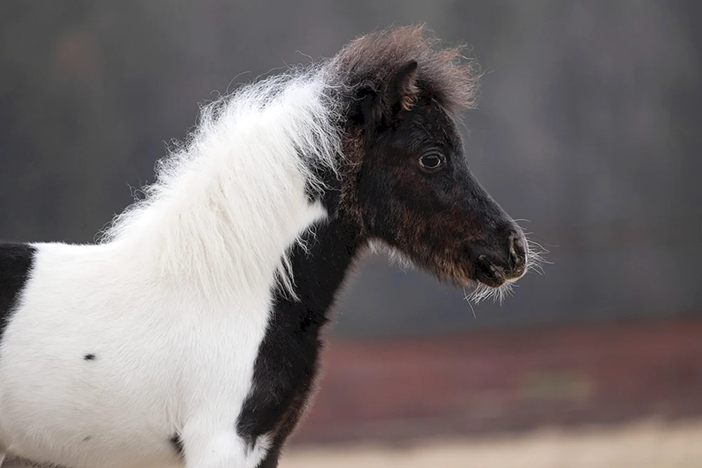 Mini-Pony
