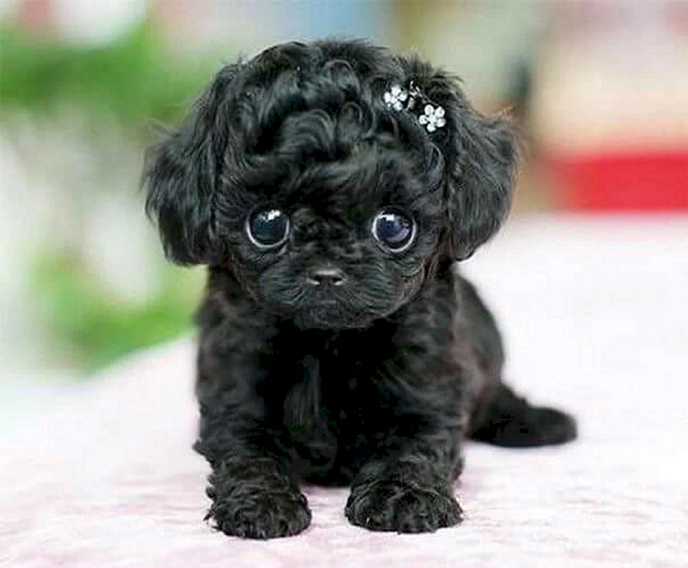 Miniatur Rassen Hunde