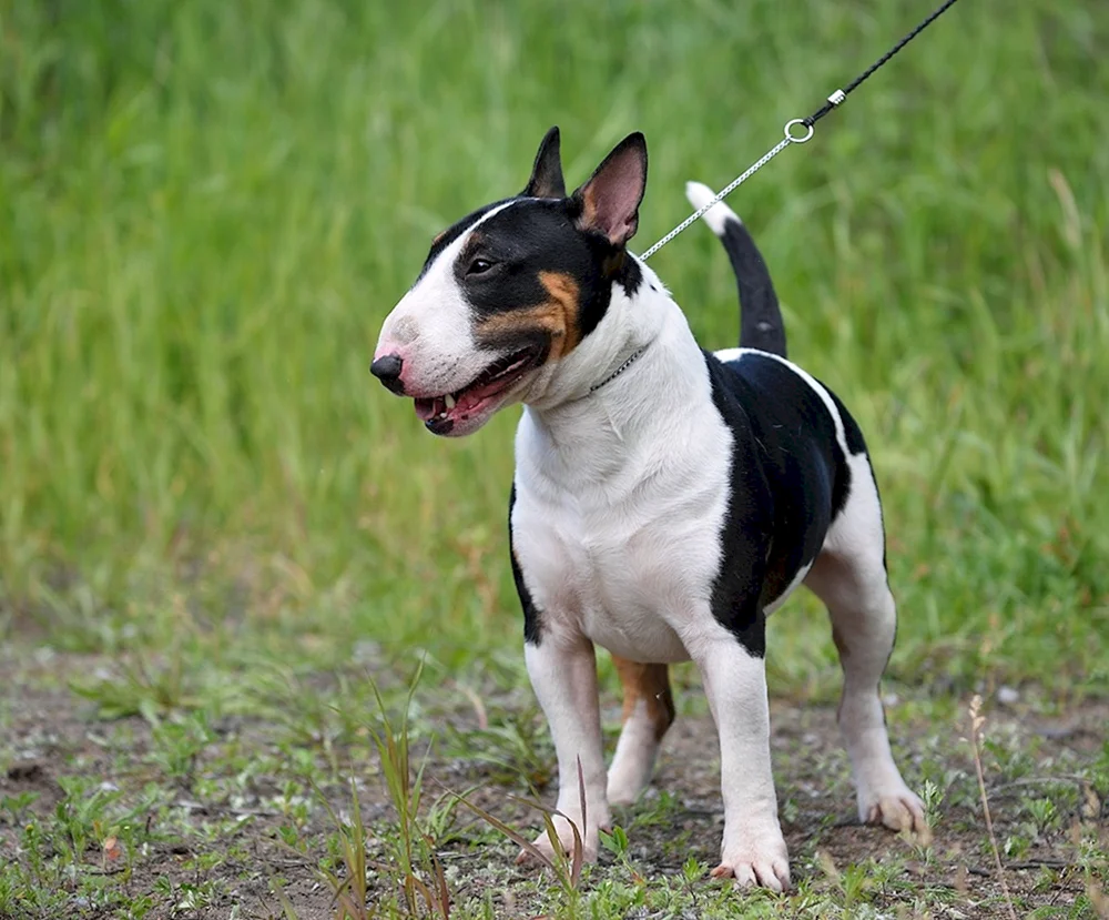 Bull Terrier