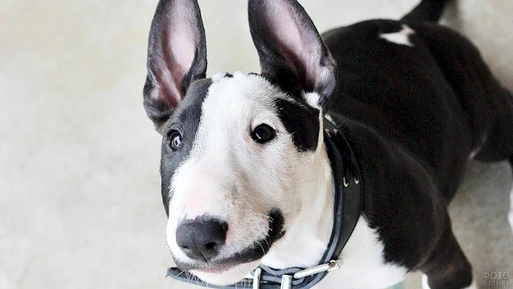 Miniatur Bull Terrier Tricolour