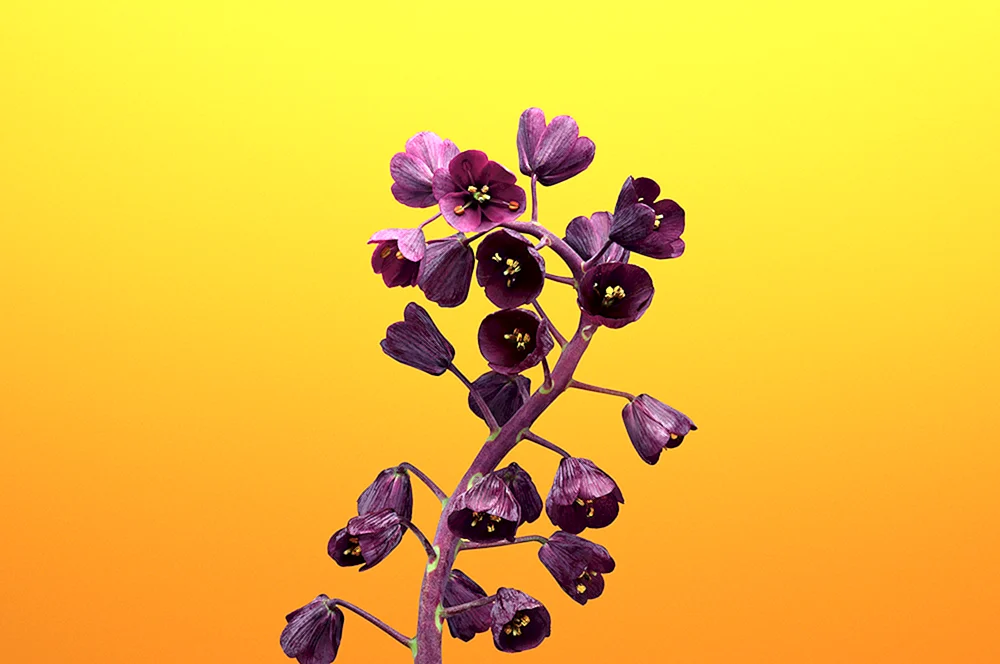 Iphone Blumen
