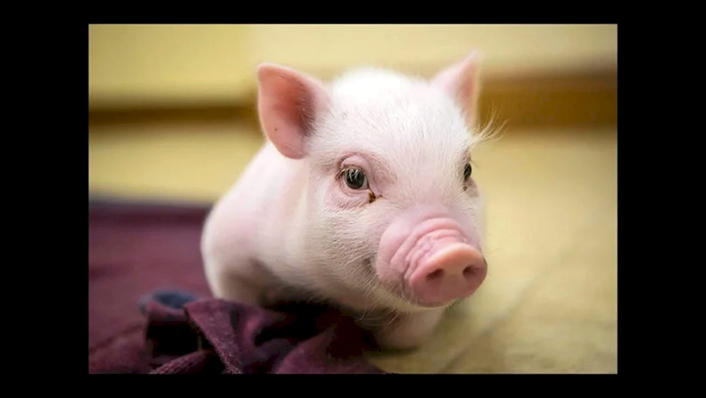 Piggy Minischwein