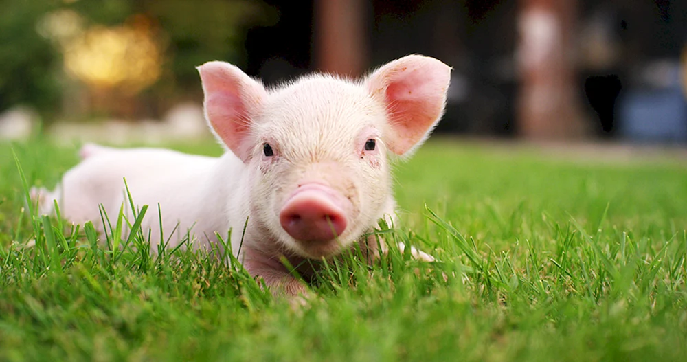 Piggy Minischwein Schweinchen Schweinchen Minipiggy Minipiggy Minipiggy Minipiggy Minipiggy Minipiggy Minipiggy Minipiggy Minipiggy Minipiggy Minipiggy Schweinchen Schweinchen Schweinchen Schweinchen Schweinchen Schweinchen Schweinchen Schweinchen Schweinchen Schweinchen Schweinchen Schweinchen Schweinchen Schweinchen Schweinchen Schweinchen Schweinchen Schweinchen Schweinchen Schweinchen Schweinchen Schweinchen Schweinchen Schweinchen Schweinchen Schweinchen Schweinchen Schweinchen Schweinchen Schweinchen Schweinchen