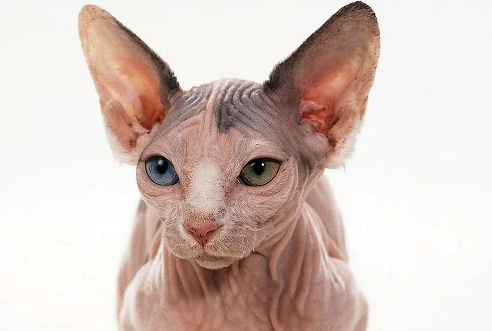 Minskin