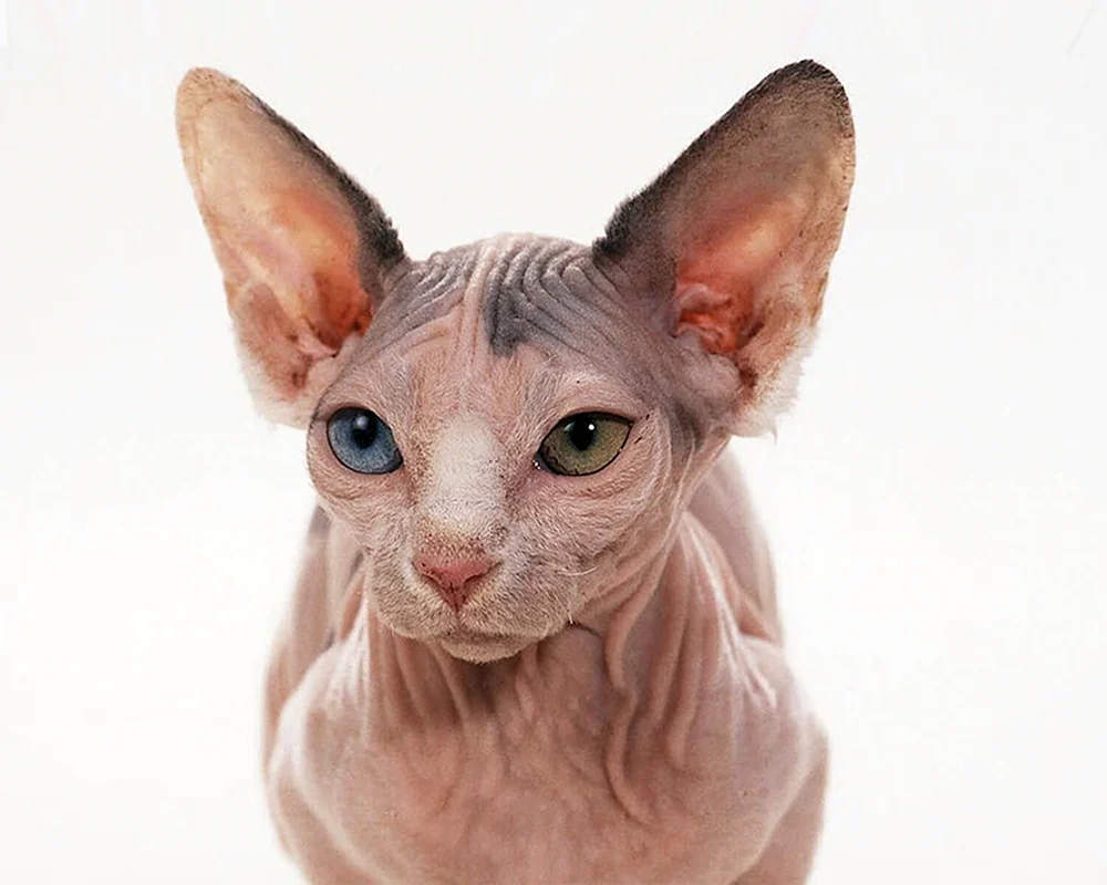 Don Sphynx. Sphynx Pinsel