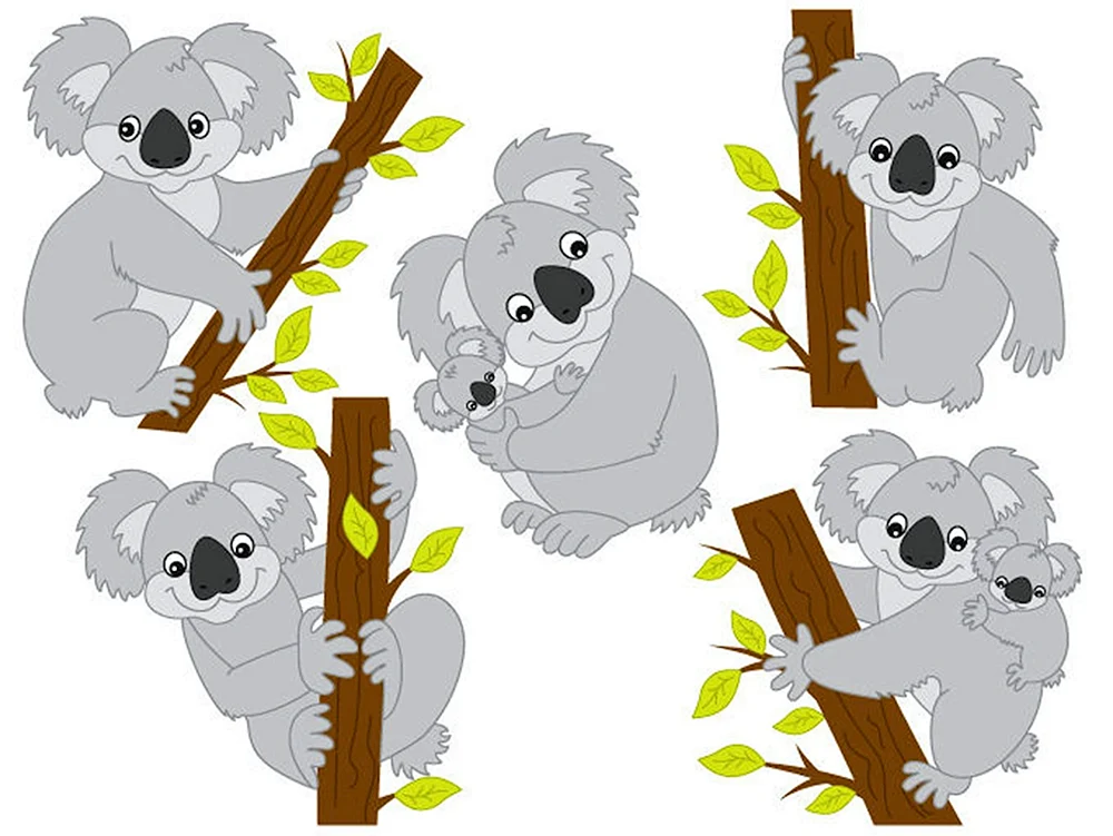 Koala Bär Zeichnung