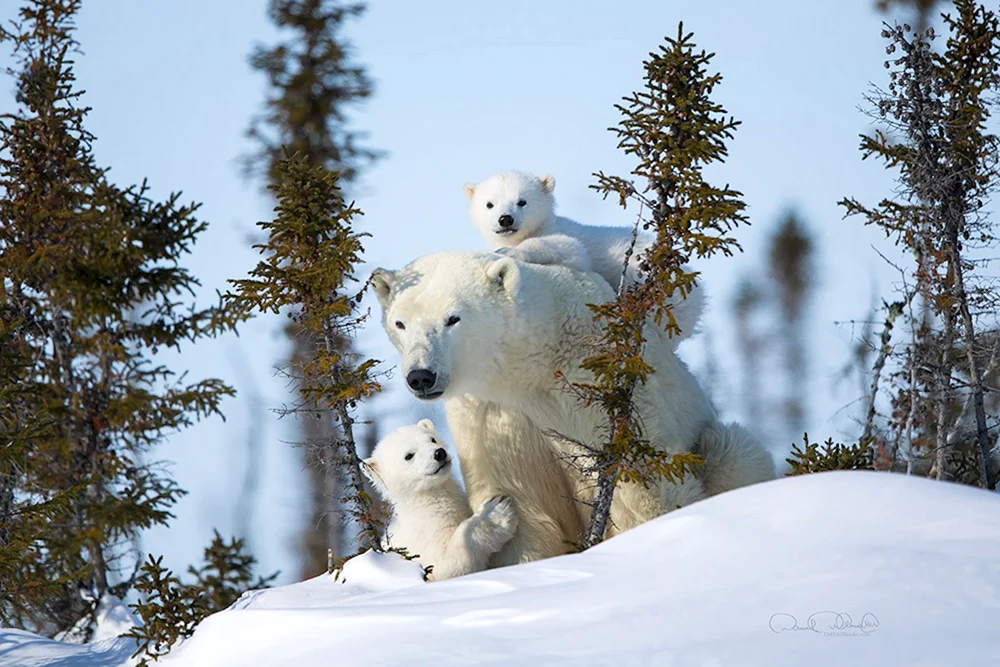 Polarer Bär Familie