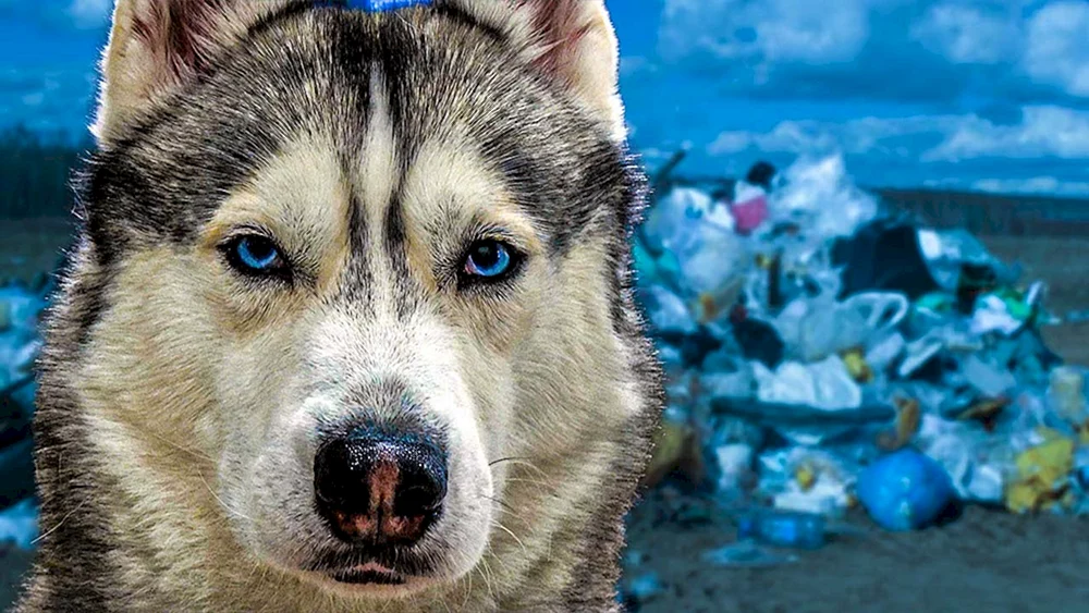 Husky Video Blogger Bandit und Bublik