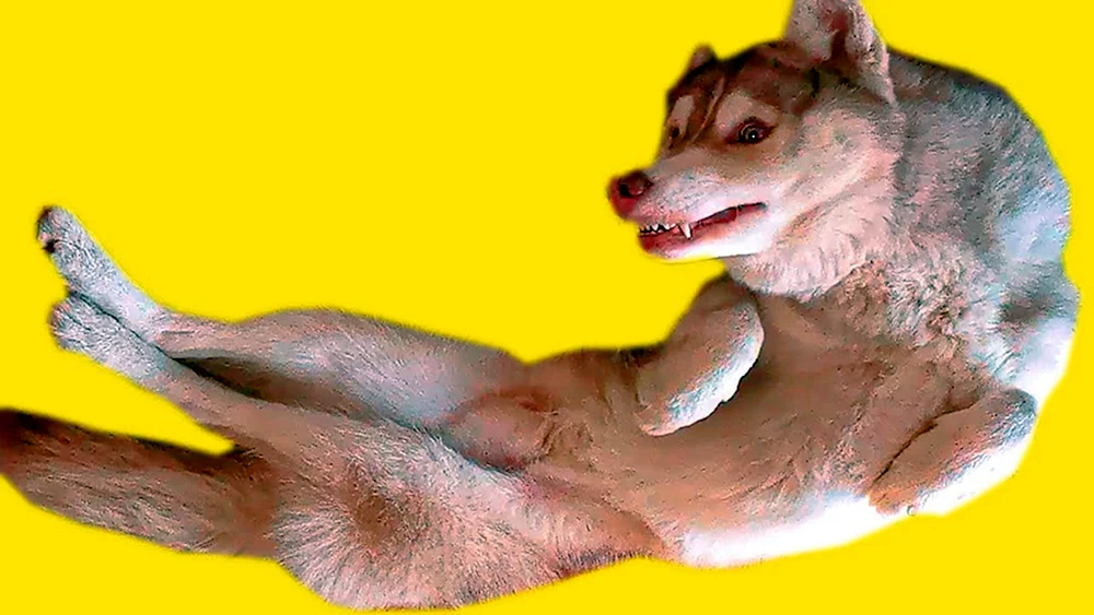 King Corgi Korzhik