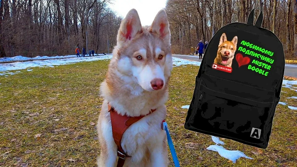 Husky. Bagel