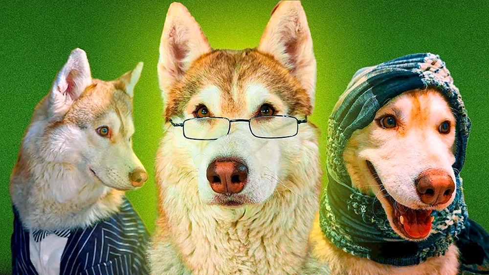 Husky Bandit