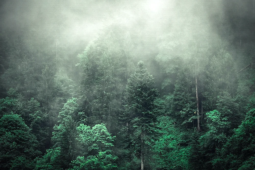 Nebelwald 4k