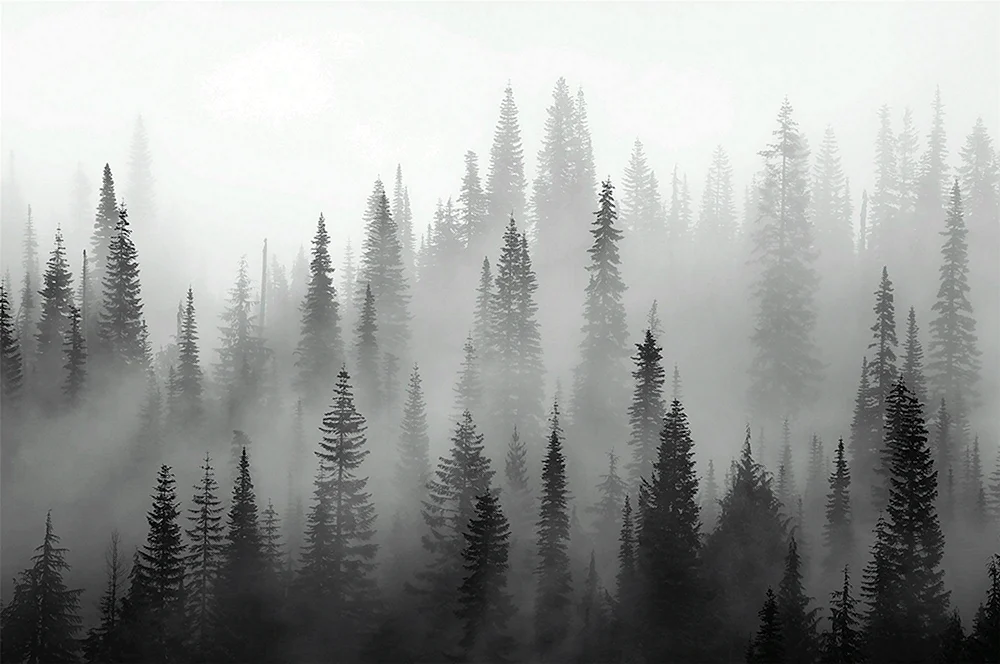 Belovezhskaya Pushcha Wald Nebelwald Nebelwald Skandinavien Wald Schwarzwald Nebelwald Taganai Wald Nebel im Kiefernwald 1888 Der Schwarzwald im Nebel Nebelwald dichter Wald Nebelwald Taganai Wald Nebelwald Taganai