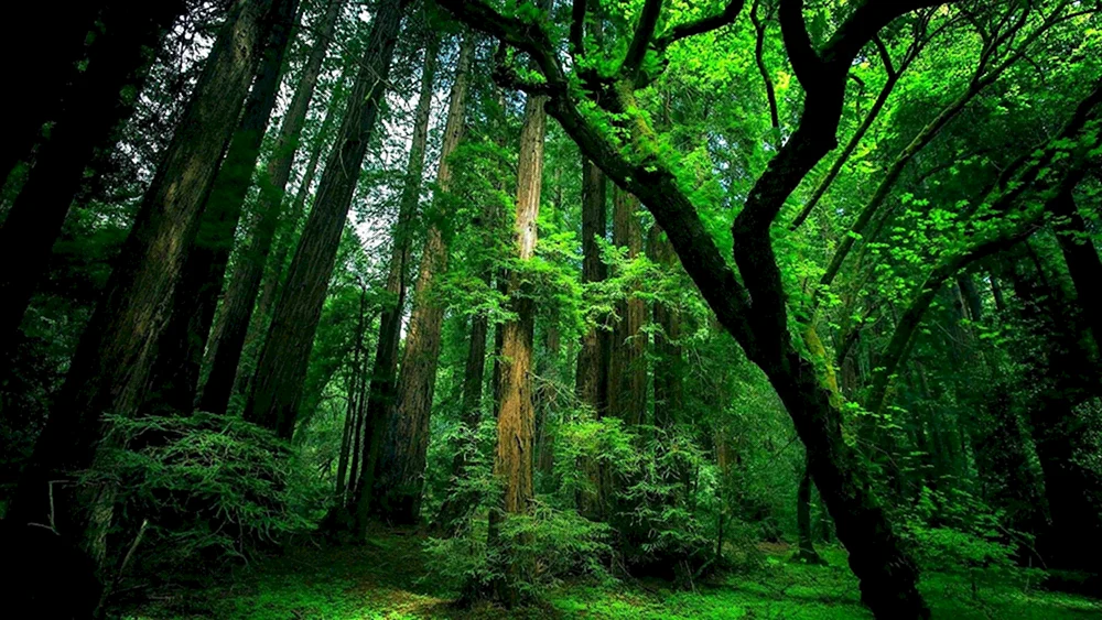 Schöner Wald