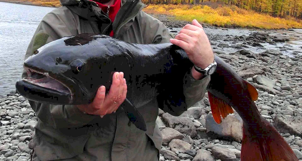 Baikal omul