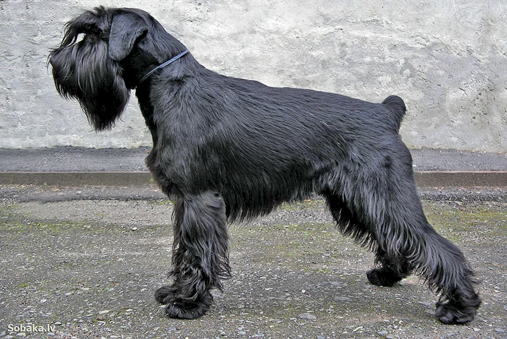 Mittelschnauzer Hunderasse