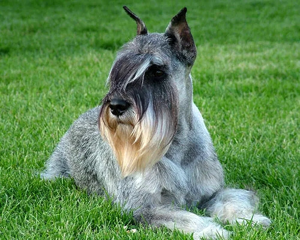 Mittelschnauzer Hunderasse